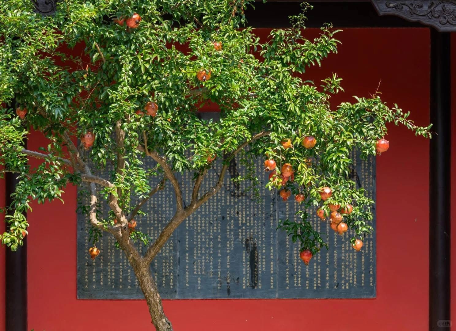 Ngắm cây lựu 600 năm tuổi trĩu quả đỏ au ở Tô Châu, Trung Quốc