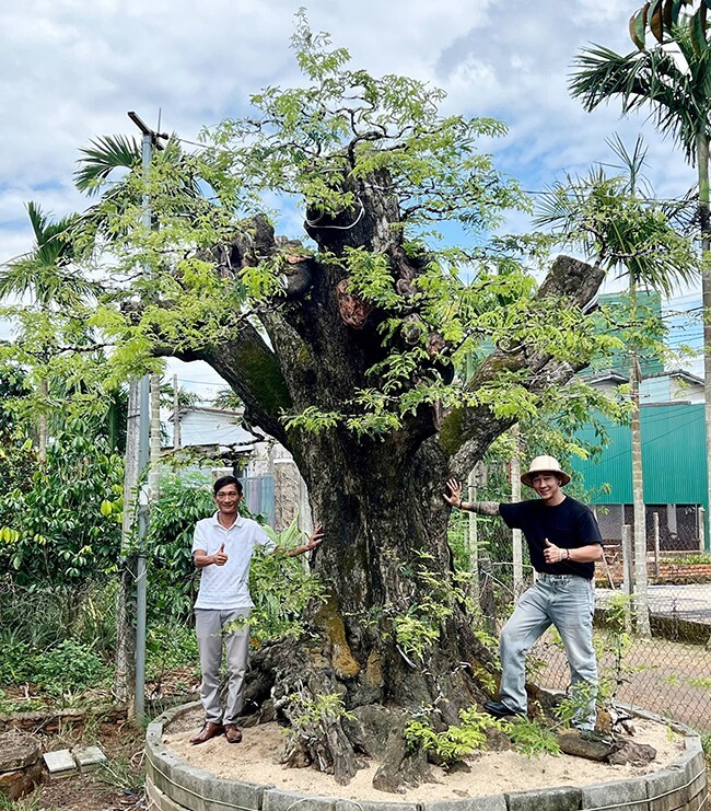 Chàng trai Đắk Lắk biến cây quen thuộc thành bonsai độc đáo