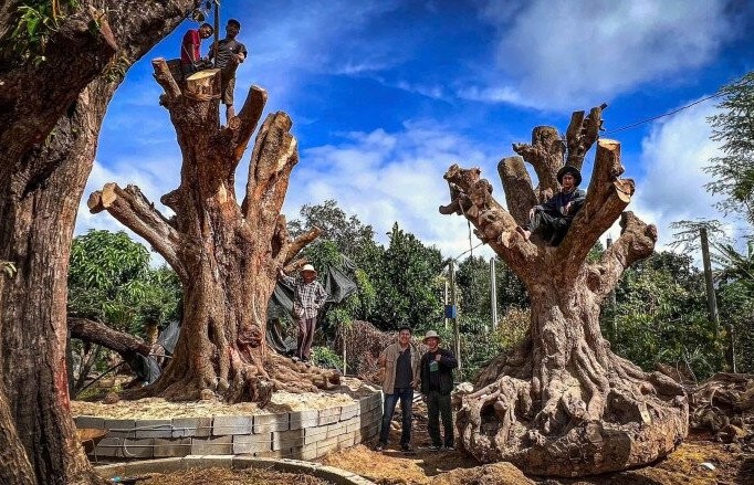 Chàng trai Đắk Lắk biến cây quen thuộc thành bonsai độc đáo