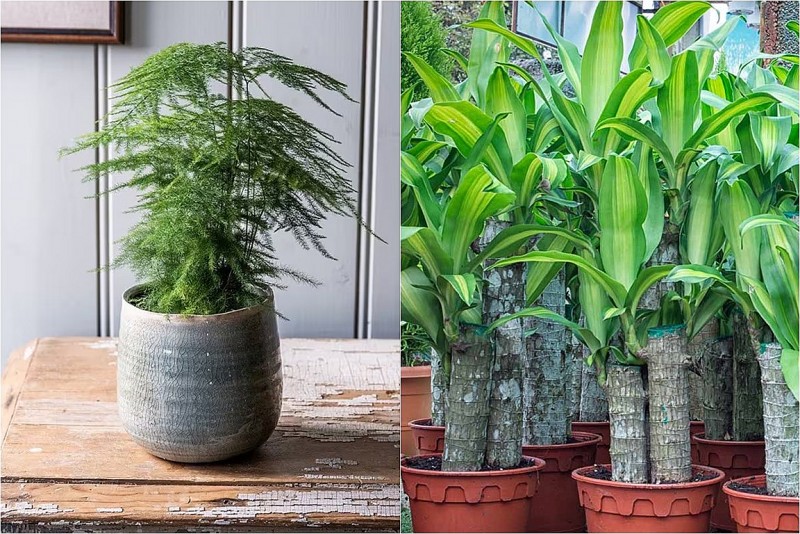 Người xưa dặn: Nhà có cây này trong phòng khách, con cháu học hành giỏi giang, thi cử đỗ đạt