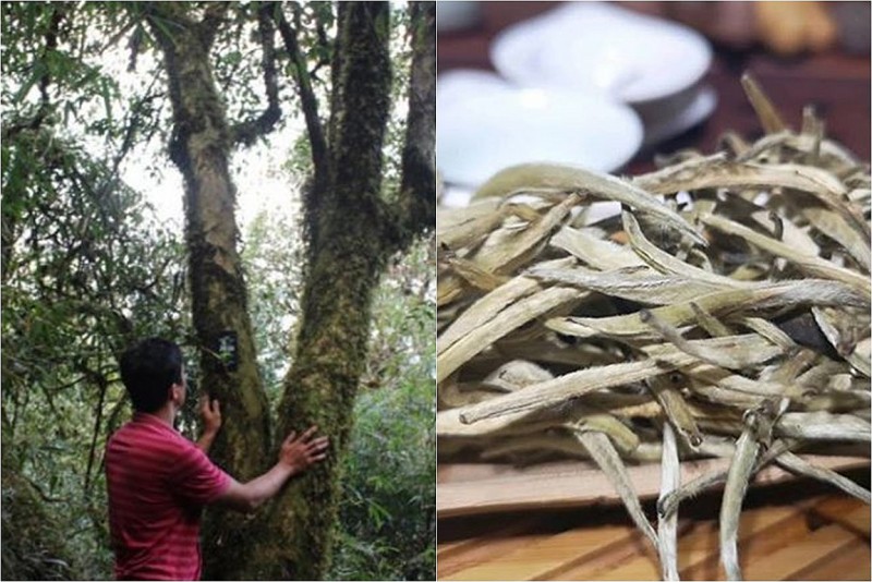 "Báu vật" nghìn năm tuổi ít người biết, giá lên tới 680 triệu đồng/kg