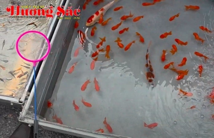Hàng bán cá cảnh lúc nào cũng đắt khách nhất chợ cây cảnh Sơn Tây, Hà Nội