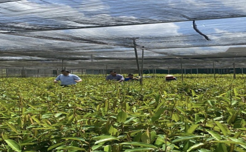 Đắk Lắk xử lý vi phạm giống cây trồng: Bước đi cần thiết cho nông nghiệp bền vững