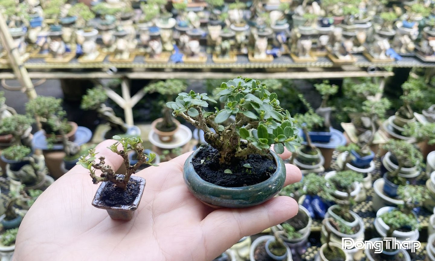 Chàng trai Đồng Tháp biến cây quý hiếm thành bonsai siêu mini độc đáo