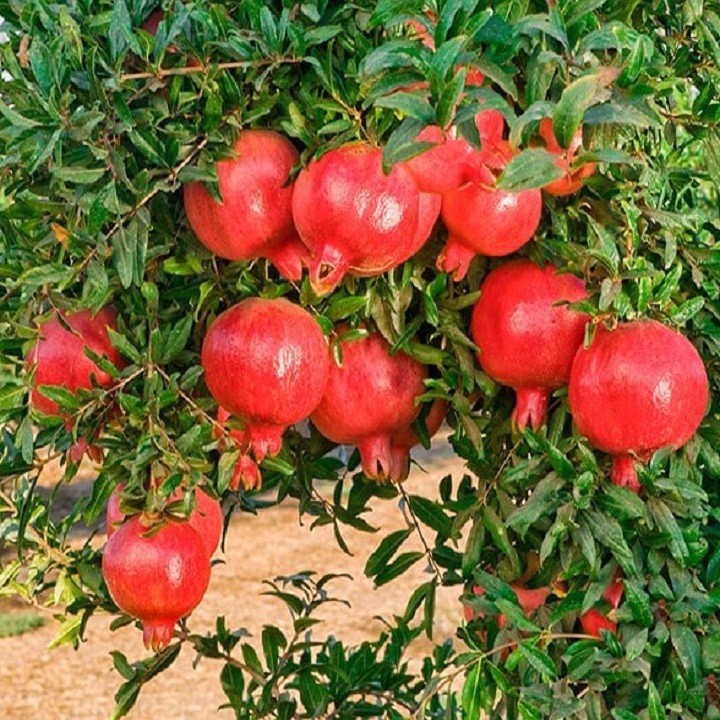 Bài thuốc từ cây và quả lựu: Kho tàng dược liệu ngay trong vườn nhà