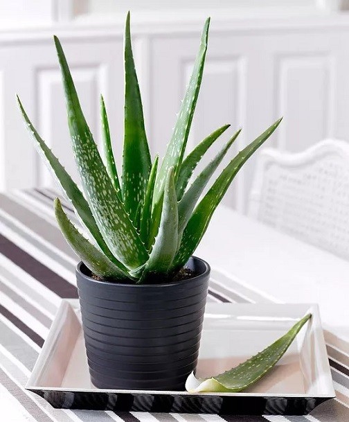 4 loại cây cảnh vừa dễ trồng trong phòng ngủ vừa giúp cải thiện giấc ngủ