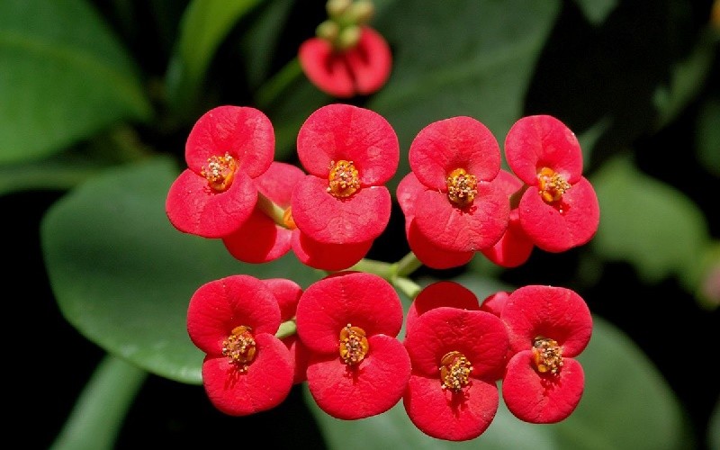 4 loại cây cảnh vừa dễ trồng trong phòng ngủ vừa giúp cải thiện giấc ngủ
