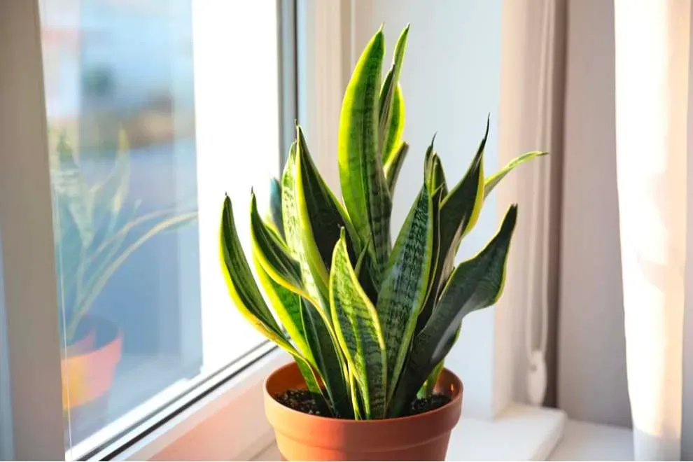 4 loại cây cảnh vừa dễ trồng trong phòng ngủ vừa giúp cải thiện giấc ngủ