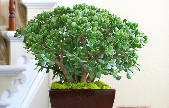 4 loại cây cảnh vừa dễ trồng trong phòng ngủ vừa giúp cải thiện giấc ngủ