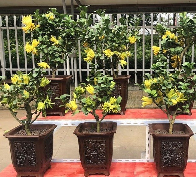 Người xưa dạy: “Ban công có hoa, phúc lộc theo về” – 3 loại cây nghèo mấy cũng nên trồng