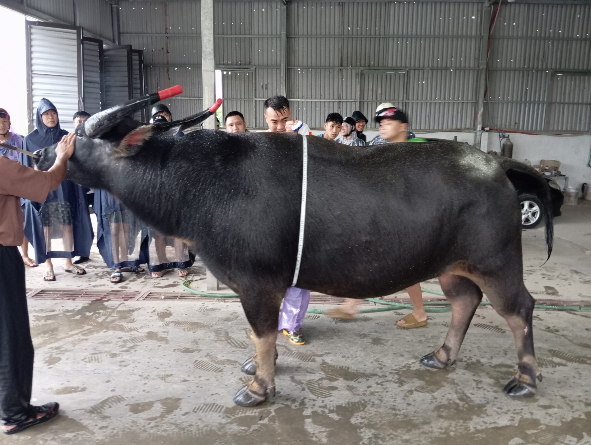 Ban Tổ chức rà soát toàn diện chuẩn bị cho Lễ hội chọi trâu Đồ Sơn năm 2025