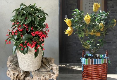 Người xưa dạy: “Ban công có hoa, phúc lộc theo về” – 3 loại cây nghèo mấy cũng nên trồng