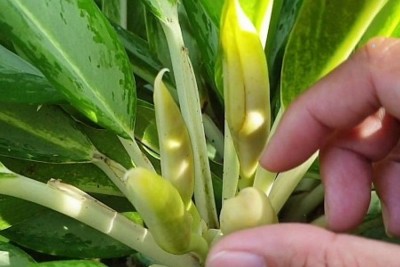 Loại cây này là biểu tượng phong thủy giữ của, giữ lộc trong quan niệm dân gian