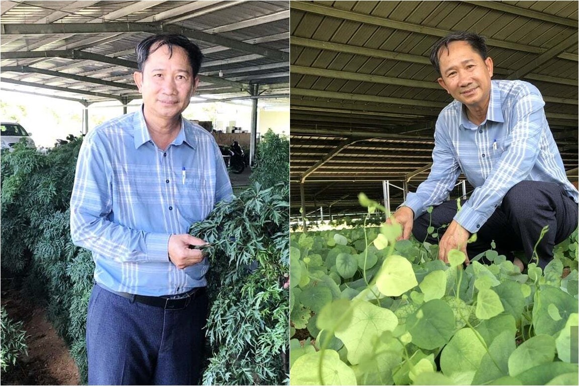 Khánh Hòa: Nông dân liên kết doanh nghiệp, trồng dược liệu quý tạo sản phẩm OCOP chất lượng cao