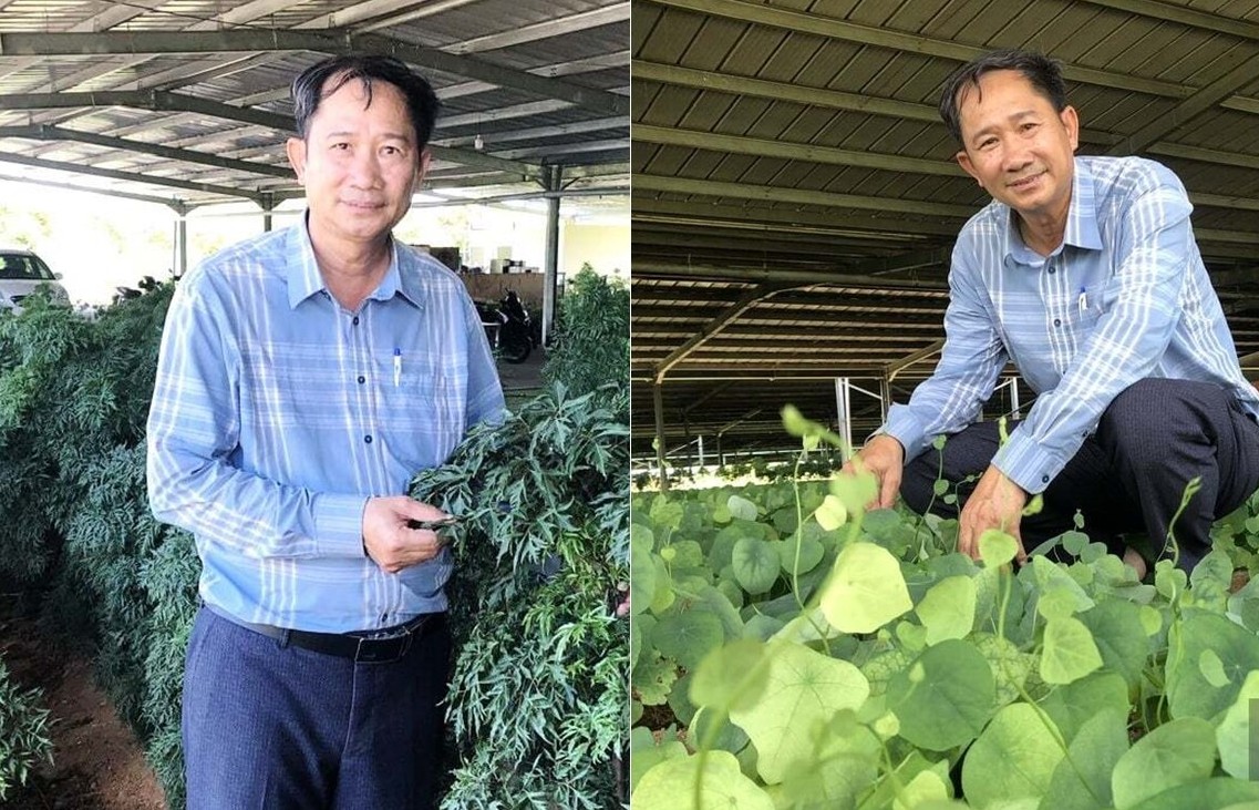 Khánh Hòa: Nông dân liên kết doanh nghiệp, trồng dược liệu quý tạo sản phẩm OCOP chất lượng cao