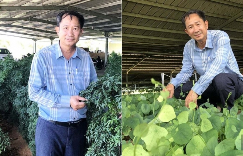 Khánh Hòa: Nông dân liên kết doanh nghiệp, trồng dược liệu quý tạo sản phẩm OCOP chất lượng cao