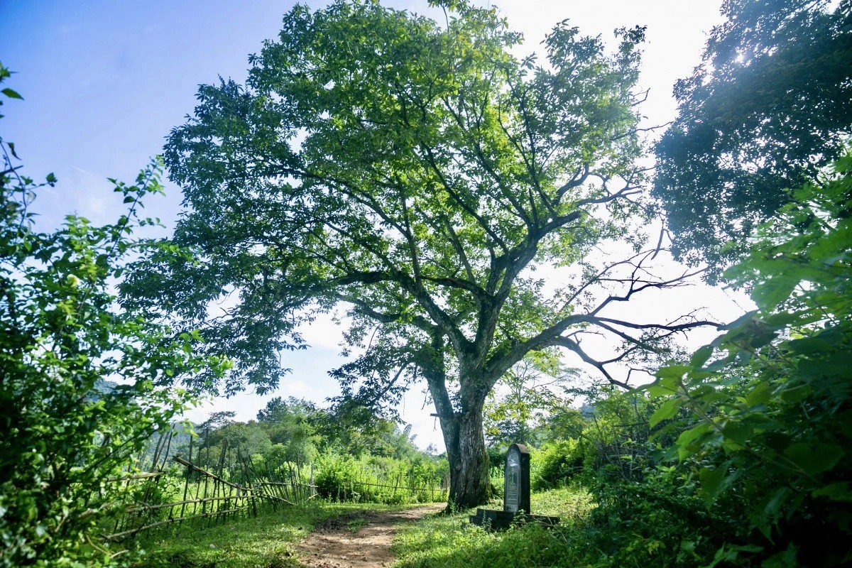 Về Trùng Khánh thăm cây dẻ trăm tuổi giữa núi rừng Cao Bằng