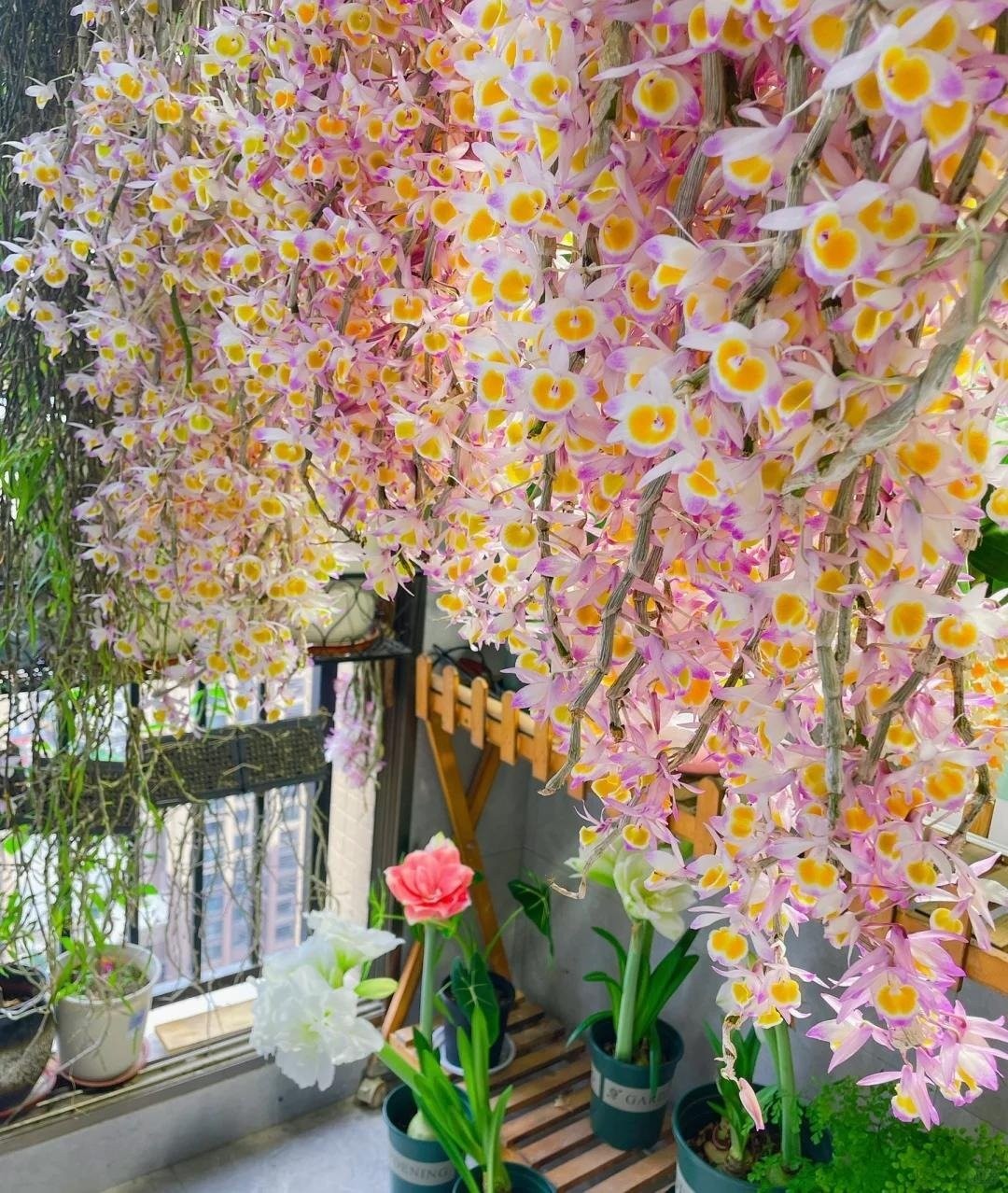 hoa lan hạc vĩ