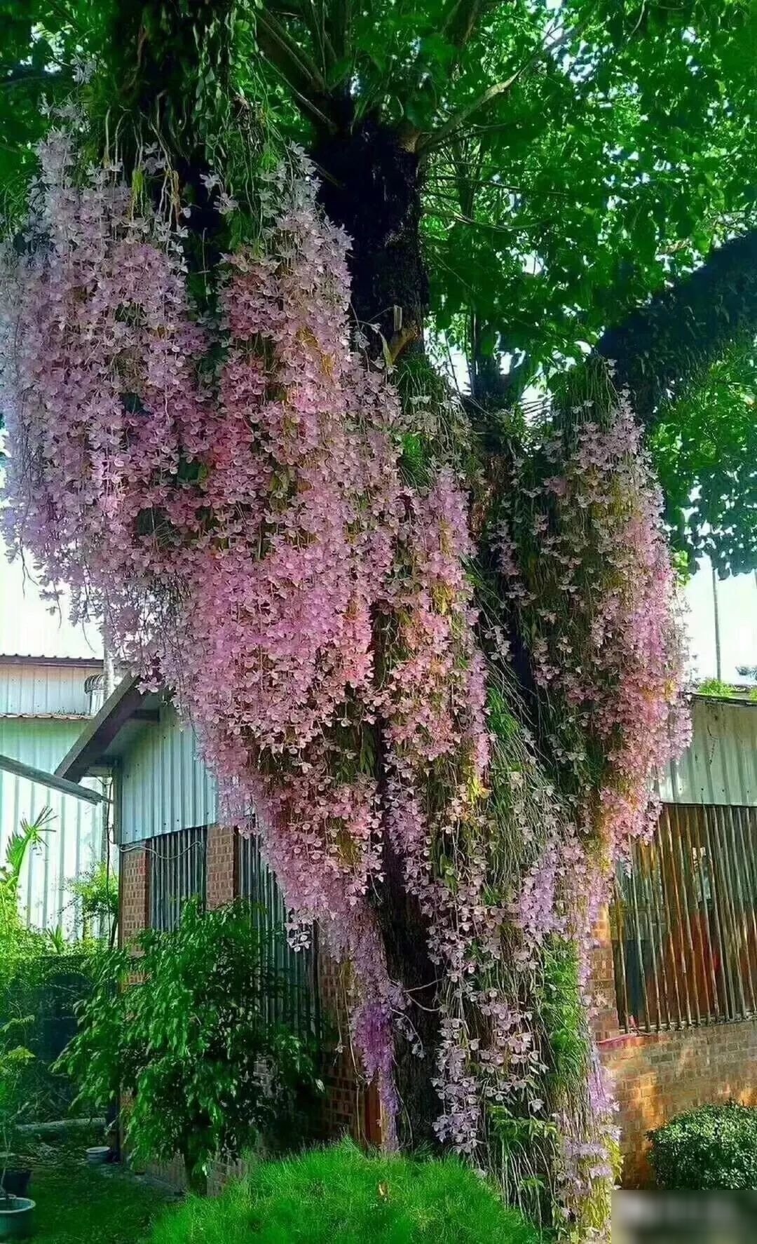 hoa lan hạc vĩ