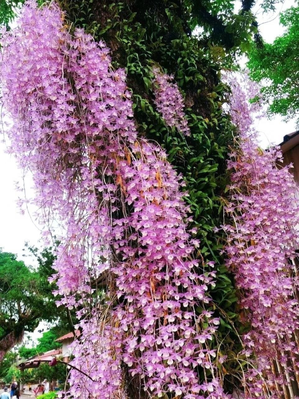 hoa lan hạc vĩ