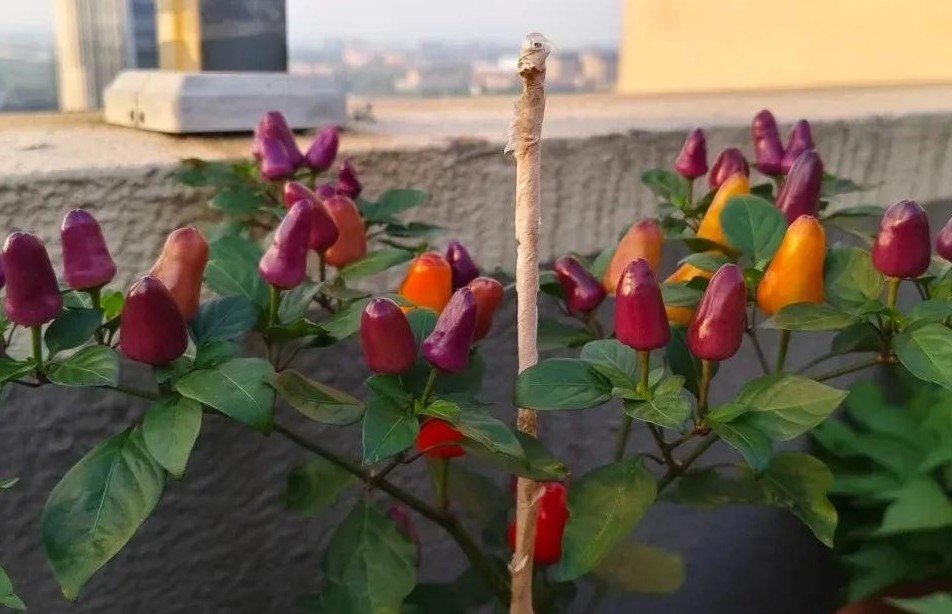 Trồng loại quả 10 ngày đổi 3 màu trên ban công: Vừa đẹp mắt, vừa ăn ngon, còn mê hơn cả hoa