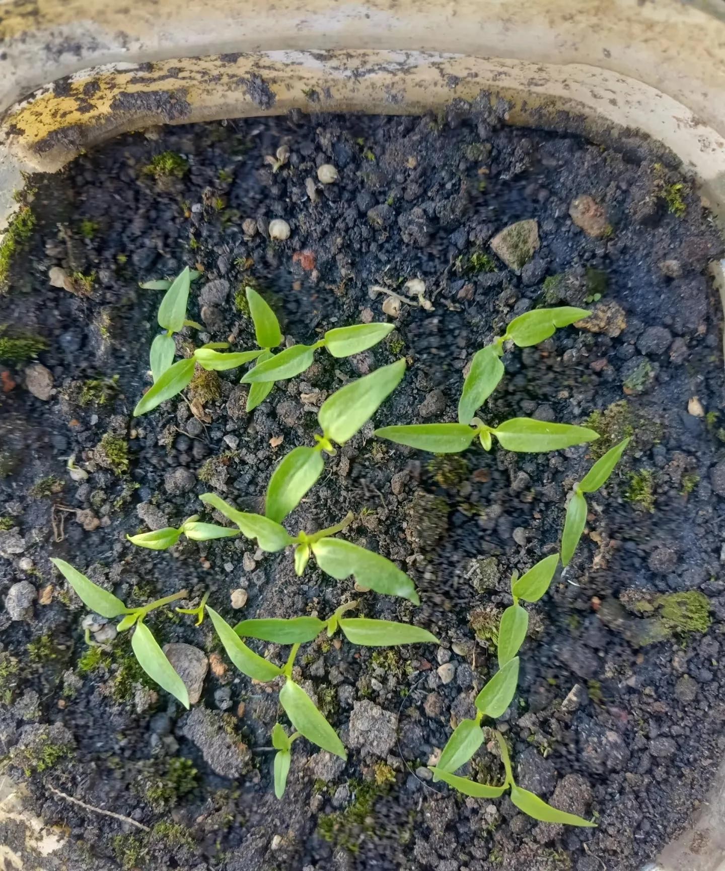 ớt bảy màu