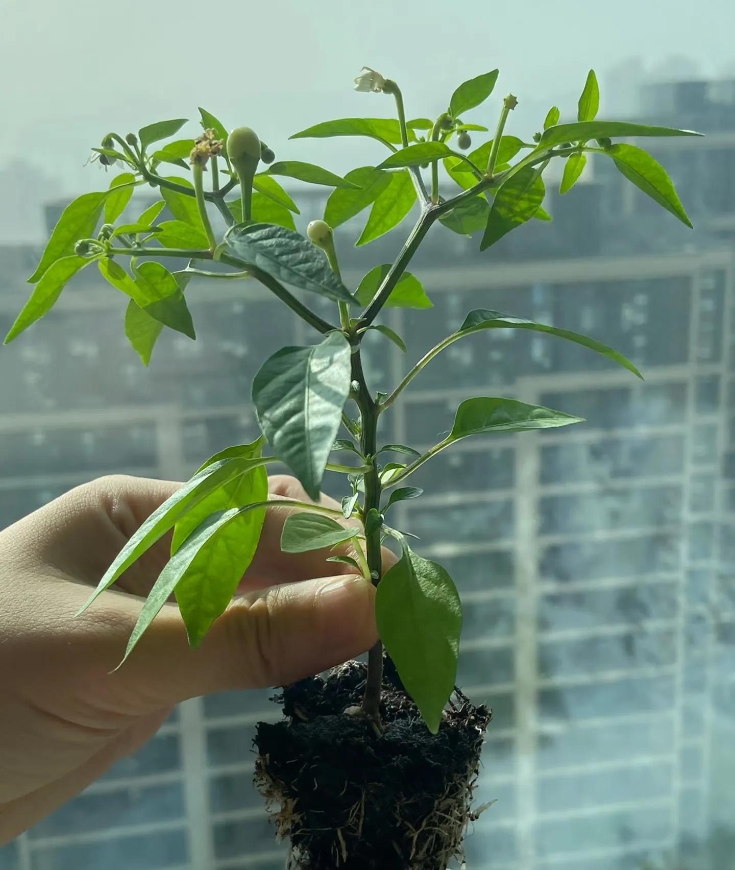 ớt bảy màu