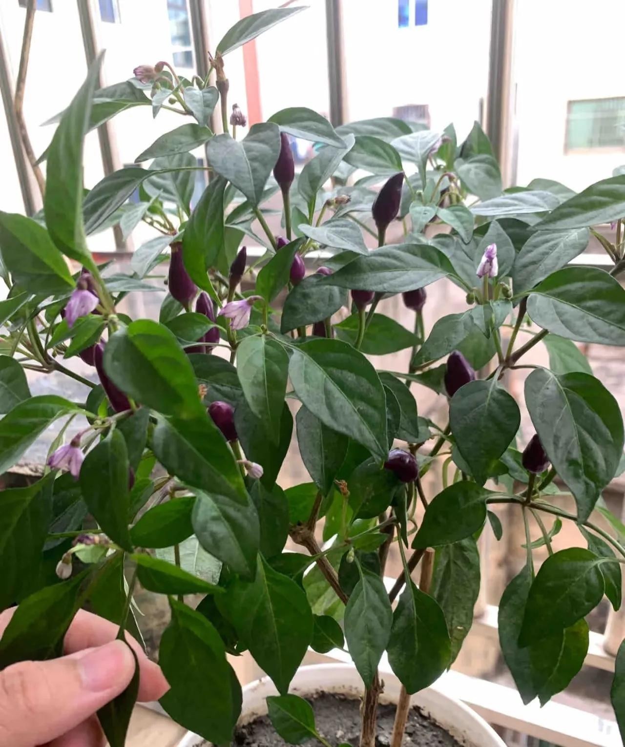 ớt bảy màu