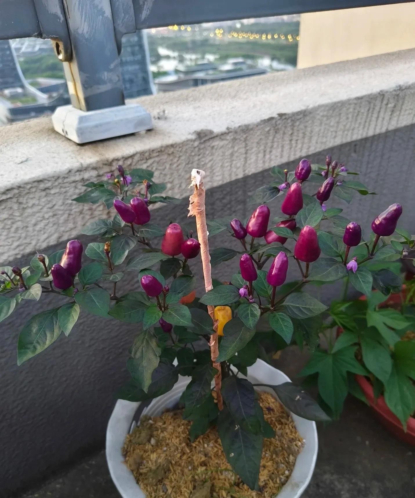 ớt bảy màu