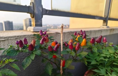 Trồng loại quả 10 ngày đổi 3 màu trên ban công: Vừa đẹp mắt, vừa ăn ngon, còn mê hơn cả hoa