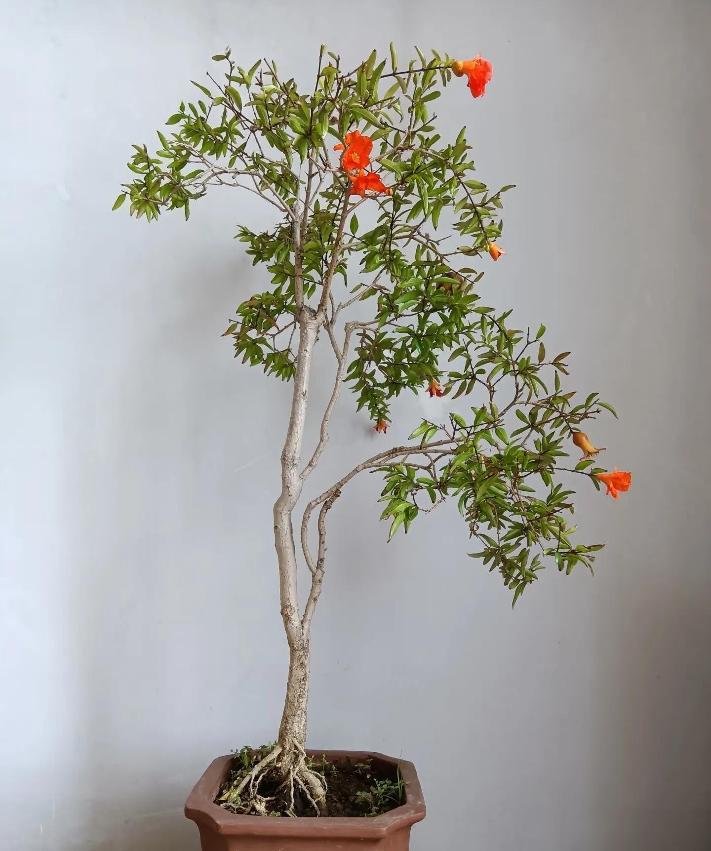 Chăm sóc cây lựu bonsai đúng cách giúp ra hoa kết quả