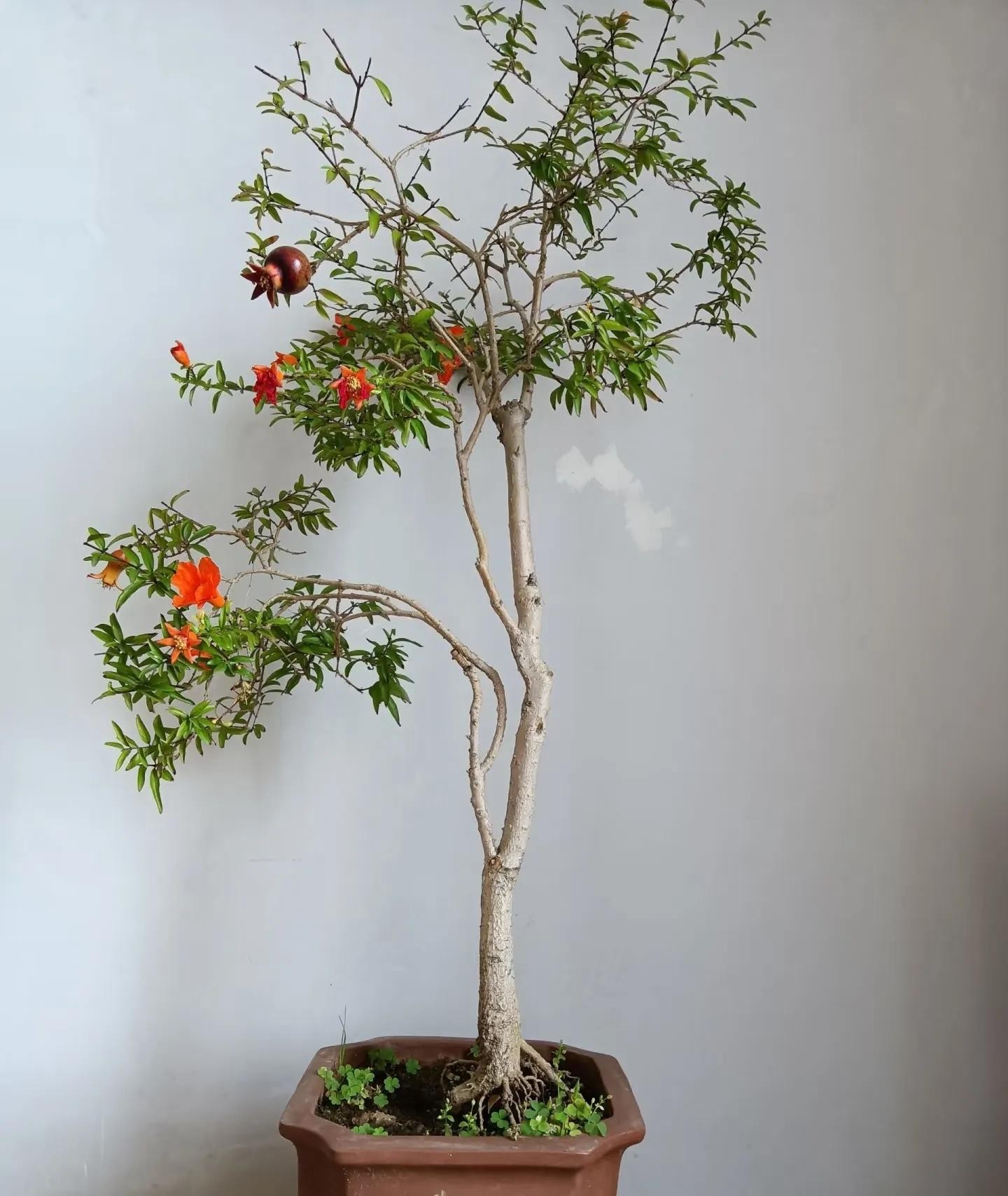 Cắt tỉa bonsai lựu để tạo dáng tinh xảo