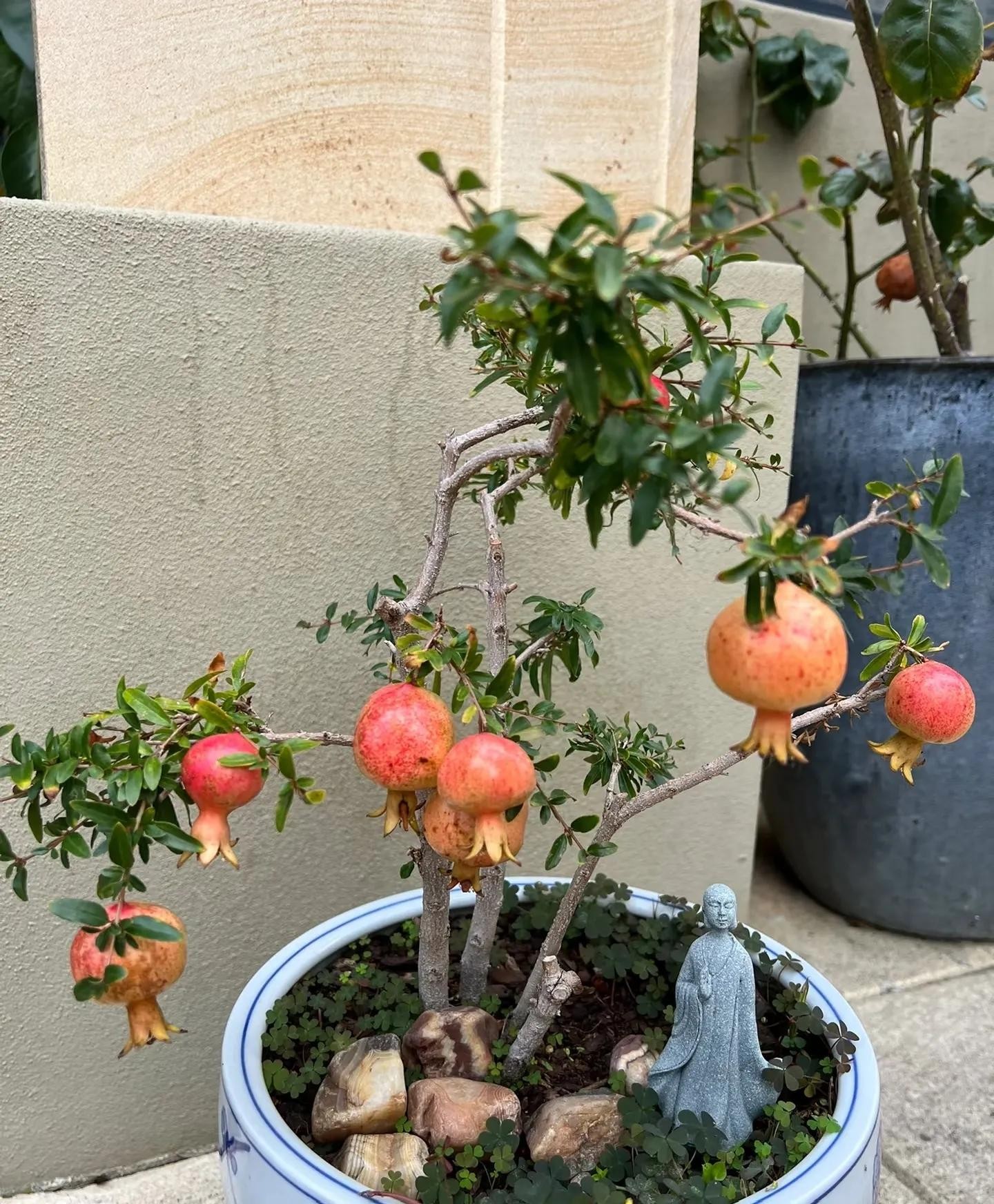 Chăm sóc cây lựu bonsai đúng cách giúp ra hoa kết quả