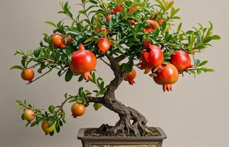 Bonsai phong thủy: Hoa đỏ rực, quả trĩu cành - biểu tượng của may mắn