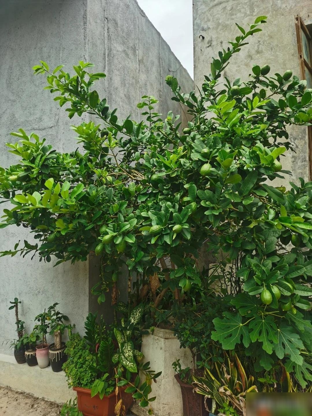 a