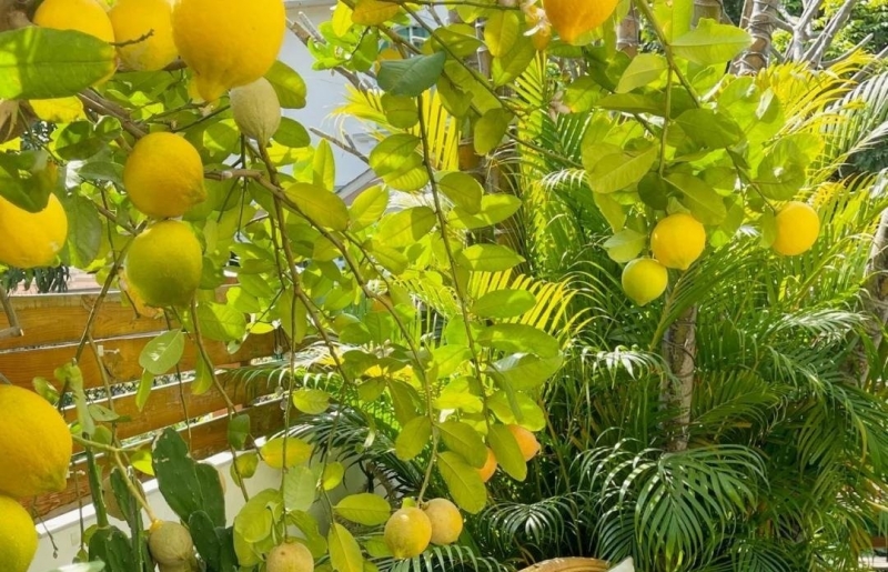 Đừng vội trồng lựu, cây cảnh này hoa thơm, quả sai, giúp gia đình tránh tai ương, hút tài lộc