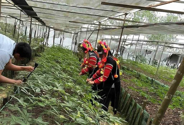 Gỡ nút thắt cho sâm Việt: Mua bán hợp pháp cũng dễ phạm luật