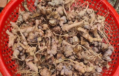 Gỡ nút thắt cho sâm Việt: Mua bán hợp pháp cũng dễ phạm luật