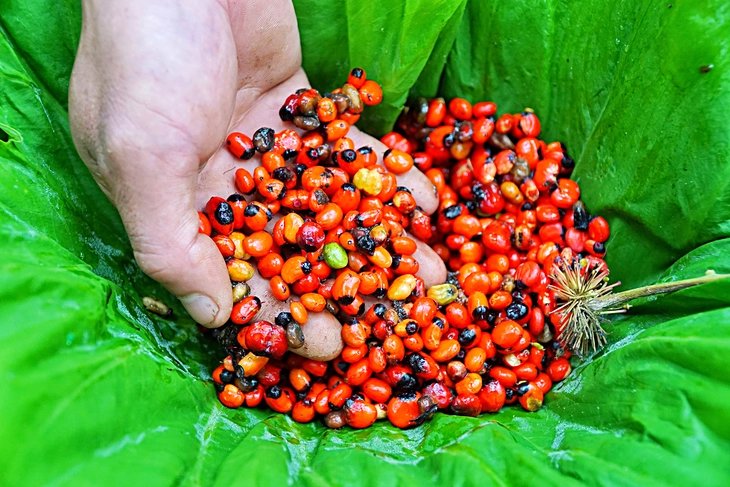 Sâm Ngọc Linh vào vụ: Mùa vàng của các bản làng vùng cao