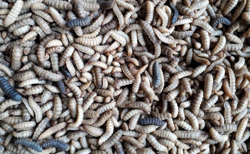 Sâu canxi – nguồn thức ăn tự nhiên giúp gà lớn nhanh, nông dân tăng lợi nhuận