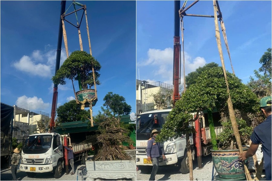 Quảng Ngãi: Đôn đốc trung chuyển các tác phẩm bonsai dự Triển lãm Sinh vật cảnh Gia Lai