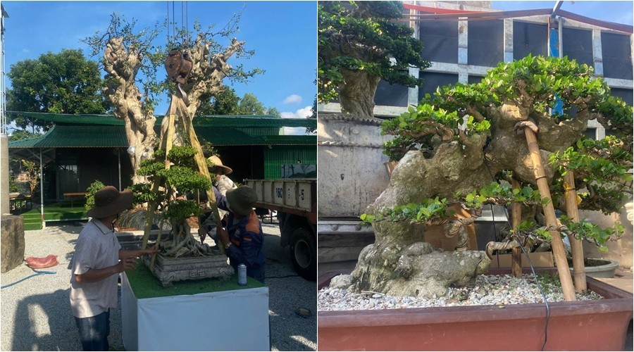 Quảng Ngãi: Đôn đốc trung chuyển các tác phẩm bonsai dự Triển lãm Sinh vật cảnh Gia Lai
