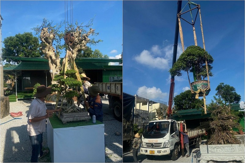 Quảng Ngãi: Đôn đốc trung chuyển các tác phẩm bonsai dự Triển lãm Sinh vật cảnh Gia Lai