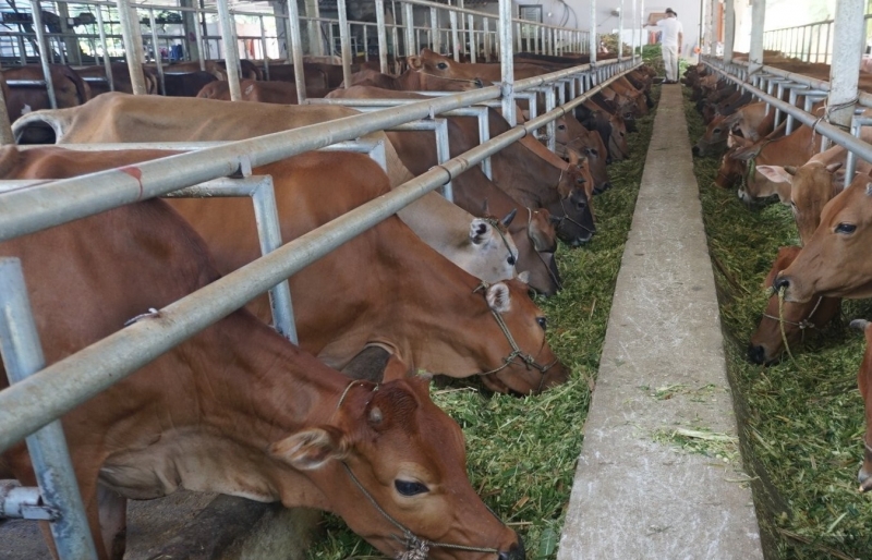 Nuôi bò nhốt chuồng, trồng rừng tốt um: Người Tày ở Lào Cai hai lần được vinh danh Nông dân Việt Nam xuất sắc