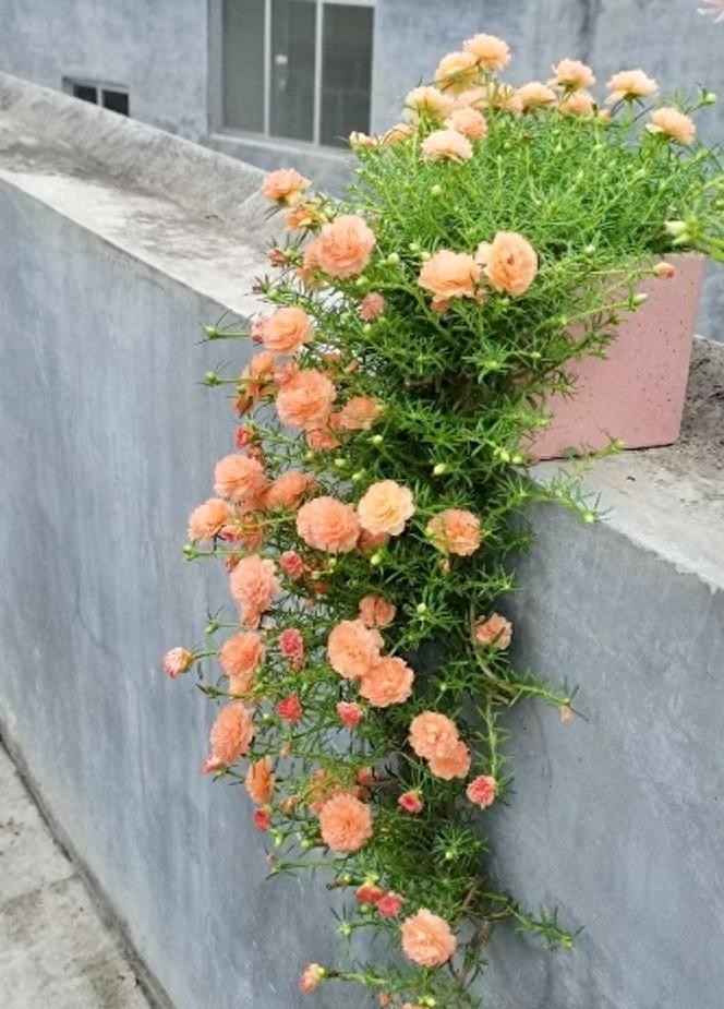 Ban công nắng gắt chỉ hợp 6 loài hoa bền bỉ, lười chăm vẫn rực rỡ như biển hoa
