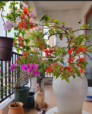 Ban công nắng gắt chỉ hợp 6 loài hoa bền bỉ, lười chăm vẫn rực rỡ như biển hoa