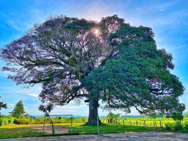 Cây Trôi 800 tuổi ở Hà Tĩnh: Hoa chỉ nở một bên, tán che rộng 40 mét