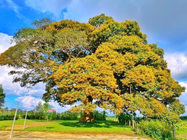 Cây Trôi 800 tuổi ở Hà Tĩnh: Hoa chỉ nở một bên, tán che rộng 40 mét
