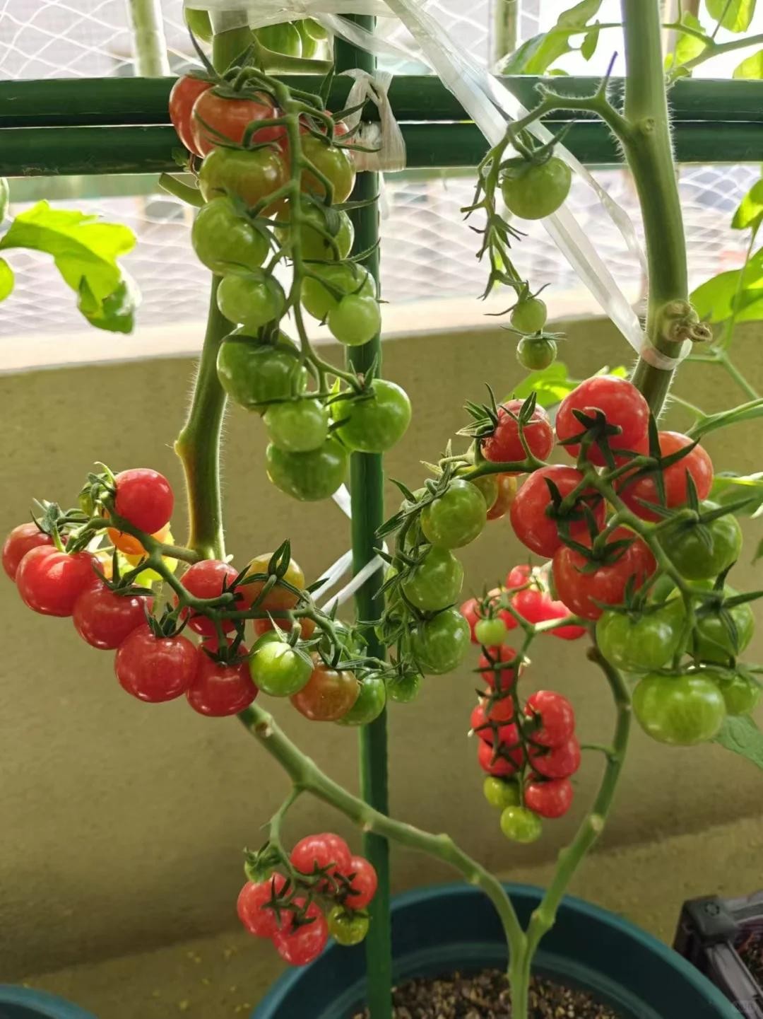 Ban công chật vẫn có thể trồng loài cây quả đỏ như ngọc, vừa hợp phong thủy vừa có trái sạch ăn