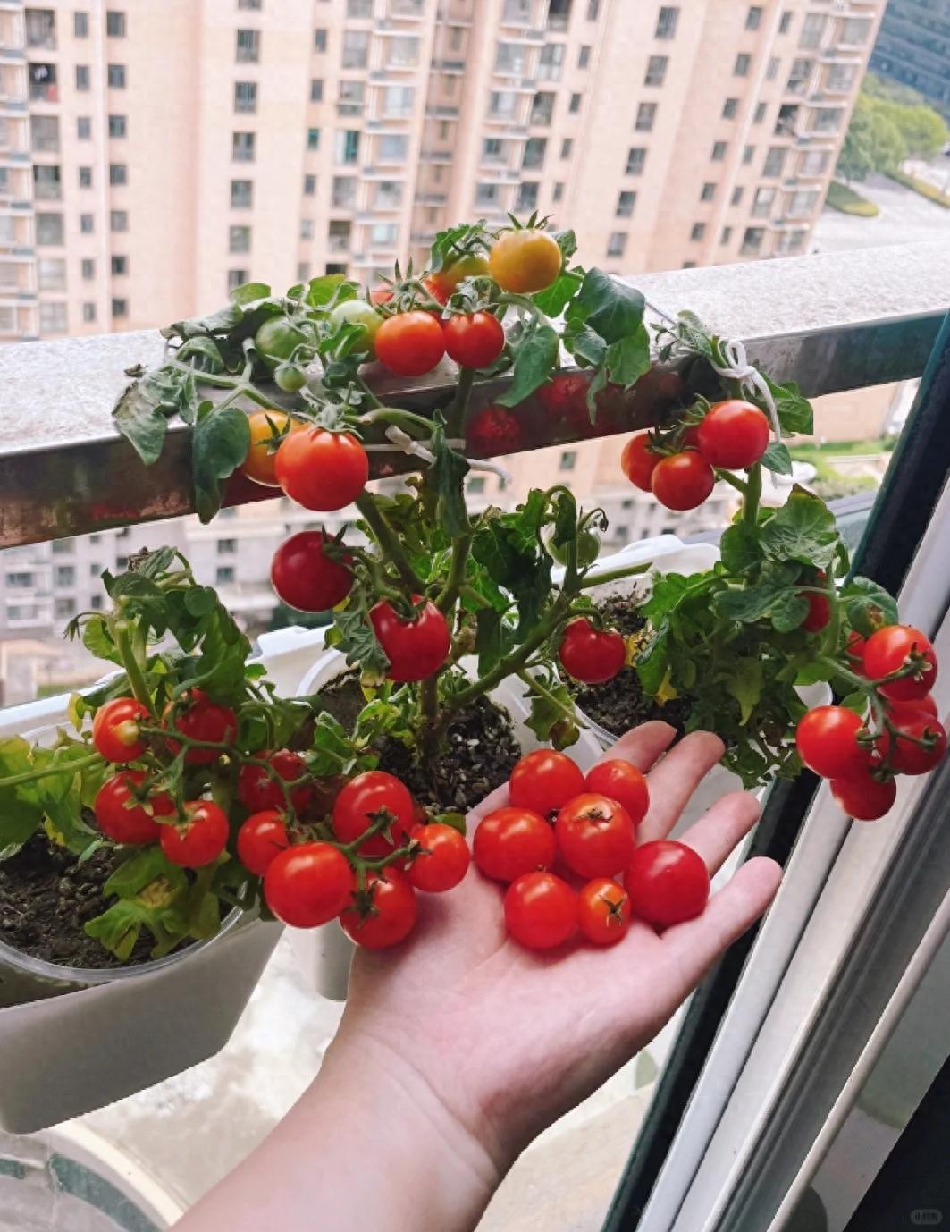 Ban công chật vẫn có thể trồng loài cây quả đỏ như ngọc, vừa hợp phong thủy vừa có trái sạch ăn